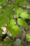 White baneberry <BR>Doll's eyes